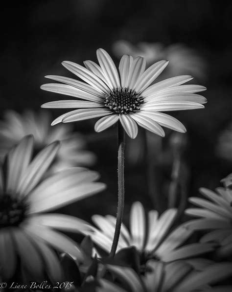 Black And White Nature Photo Contest Winners Blog