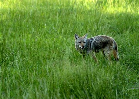 Coyote Hunting During Deer Season Helpful Tips To Follow