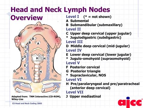 Ppt The Anatomy Of Collaborative Staging Head And Neck