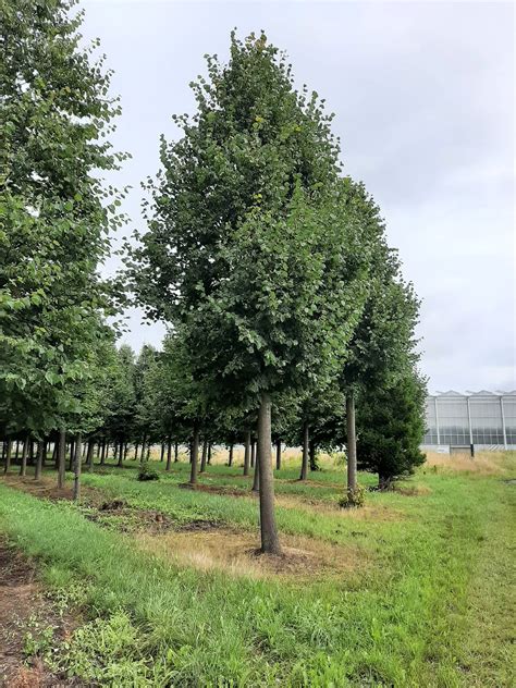 Tilia Cordata Roelvo Winter Linde Roelvo Stein Linde