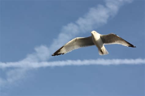 картинки птица крыло морские птицы Чайка клюв Nyc рейс