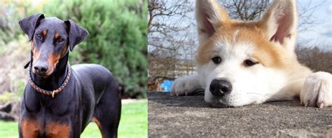 Akita Vs Doberman Pinscher Breed Comparison Mydogbreeds
