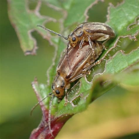Viburnum Leaf Beetle Pyrrhalta Viburni Inaturalist