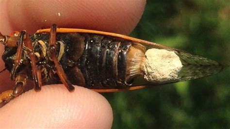 Massospora The Parasite That Drugs Cicadas The Atlantic