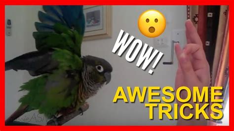 How To Train Your Bird To Do Awesome Tricks Tutorial Youtube How