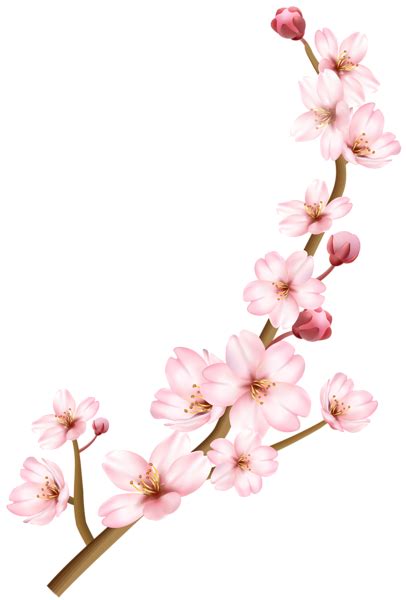 The pnghut database contains over 10 million handpicked free to download transparent png images. Spring Branch Transparent PNG Clip Art Image | Cherry blossom clip art, Blossoms art, Cherry ...