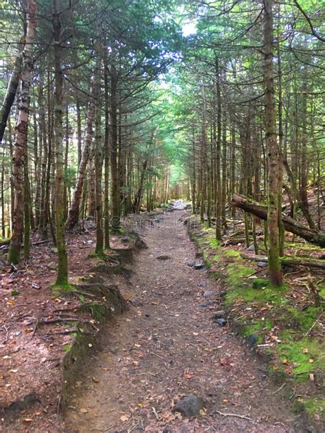 Mount Willard Hiking Trail Crawford Notch New Hampshire Stock Image