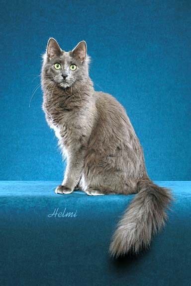 Blog About Cats Turkish Angora Pictures Russian Blue Cat Pet