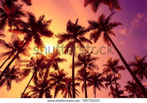 Tropical Palm Trees Silhouettes Sunset Light Stock Photo Edit Now