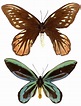 La farfalla della regina Alessandra - News.cani.it