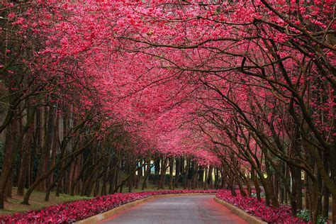 Blooming Trees Wallpapers Wallpaper Cave