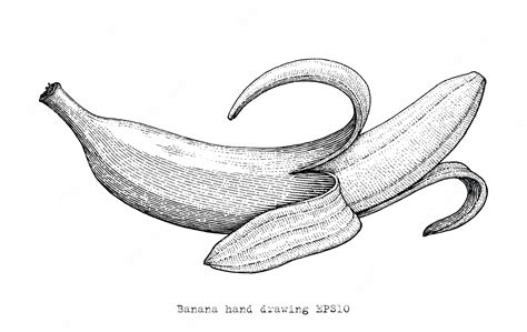 Premium Vector Banana Hand Drawing Engraving Stylebanana Black And