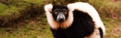 Types Of Lemurs Lemur Facts And Information