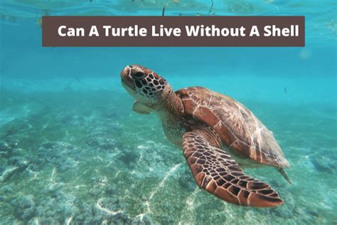 Can A Turtle Live Without A Shell 5 Astonishing Facts About Turtles