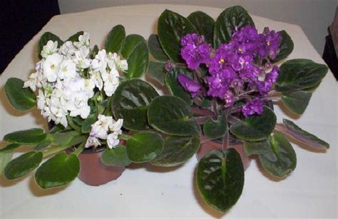 Beragam bunga hias yang cantik ini bisa menjadi pilihan untuk mewarnai pekarangan rumah anda. 66+ Kombinasi Warna Cat Untuk Pot Bunga, Percantik Hunian!
