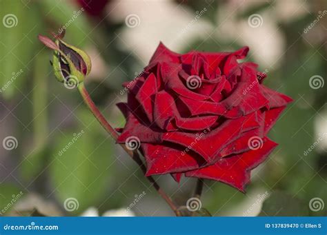 Garden Rose Of Burgundy Color Stock Photo Image Of Burgundy Leaves