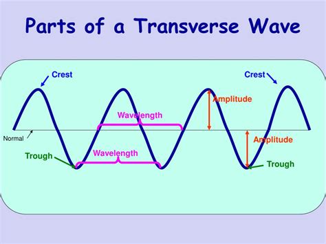 The Diagram Below Represents A Transverse Wave Travel