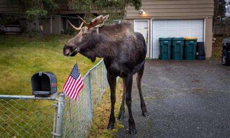 What Do You Do When 1500 Moose Roam Free In Your City Alaska The