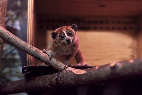 Pygmy Slow Loris Smithsonians National Zoo