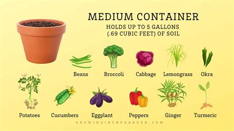 Guide To Container Sizes Which Size Container Should I Use Growing