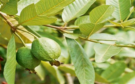 This stickiness can be removed by using a shampoo when bathing. Guava Leaves For Hair Growth Review: 3 Ways It STOP Hair Loss
