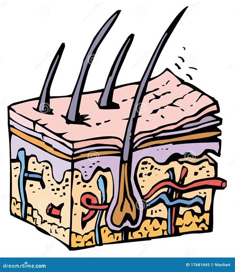 Pele Humana Ilustração Do Vetor Ilustração De Biologia 17681645