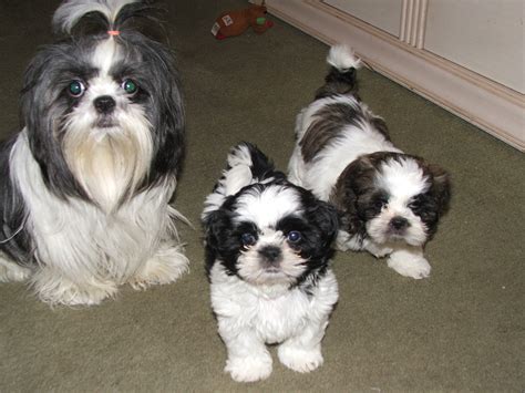 Are Shih Tzu Good With Kids