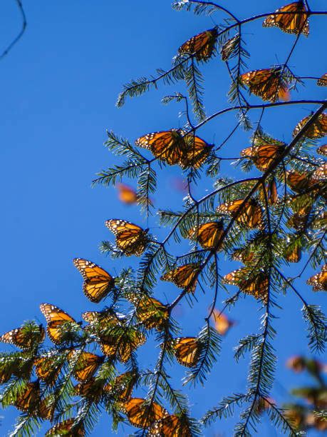 Monarch Butterfly Mexico Stock Photos Pictures And Royalty Free Images