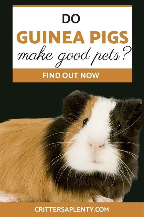 Pin On Guinea Pig Info And Care