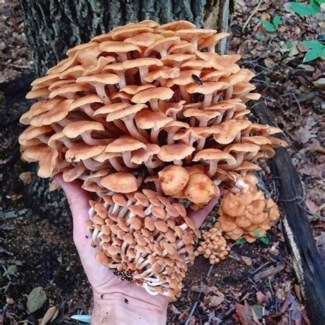 Best 25 Tree Mushrooms Ideas On Pinterest Fungi What Is Fungi And