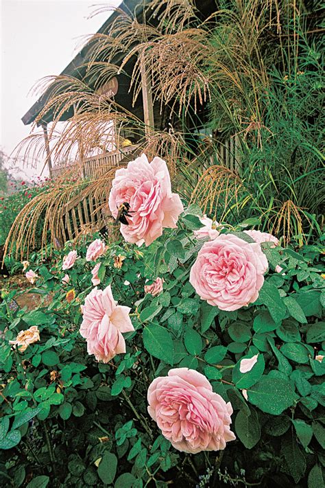 Annuals And Perennials Make Great Companion Plants For Antique Roses Hgtv