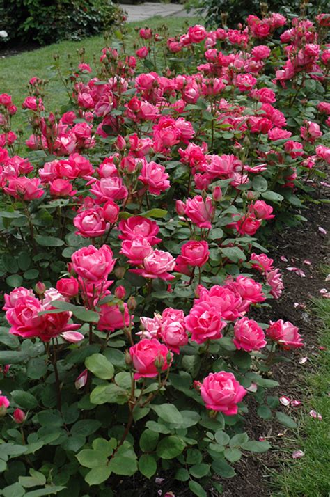 Double Knock Out Rose Rosa Radtko In Detroit Ann