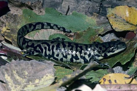 A Guide To Caring For Tiger Salamanders As Pets Tiger Salamander Pet