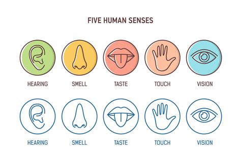 Five Human Senses Outline Icons Creative Market