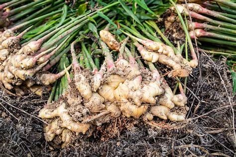 How To Grow Ginger Root Your Complete Guide