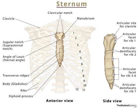 Sternum Breastbone Anatomy Location And Labeled Diagram
