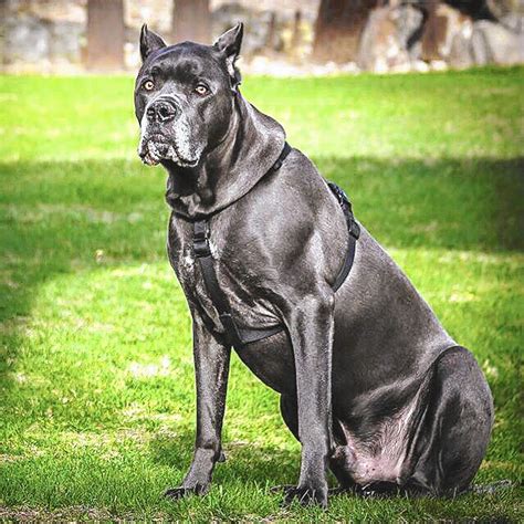My Fuzzy Friend: This Cane Corso has an Instagram account - The Morning Call