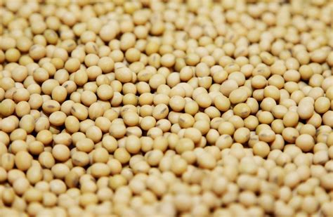 Bayer Deal For Monsanto Caps Reshaping Of Seed And Pesticide Sector Wsj