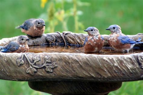 This training video shows how to demonstrate the benefits of bird bath, blue bird bus wash made by ems. Blue Birds | Birds, Bird bath garden, Bird bath