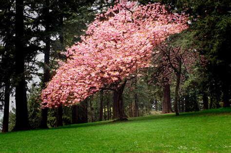 Kwanza Cherry Tree On Mt Tabor Portland Oregon Located