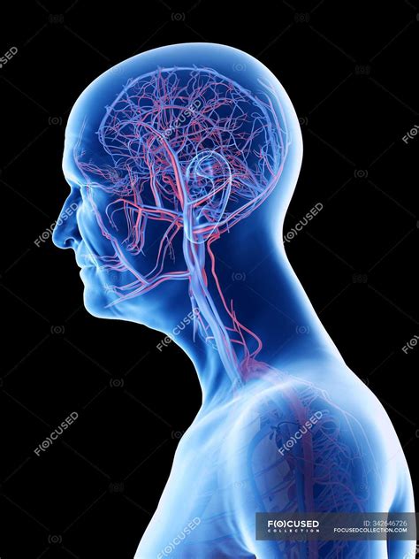 Digital Anatomical Illustration Of Arteries And Veins In Body Of Senior