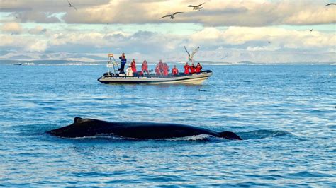 Whale Watching From Akureyri Marina Travel