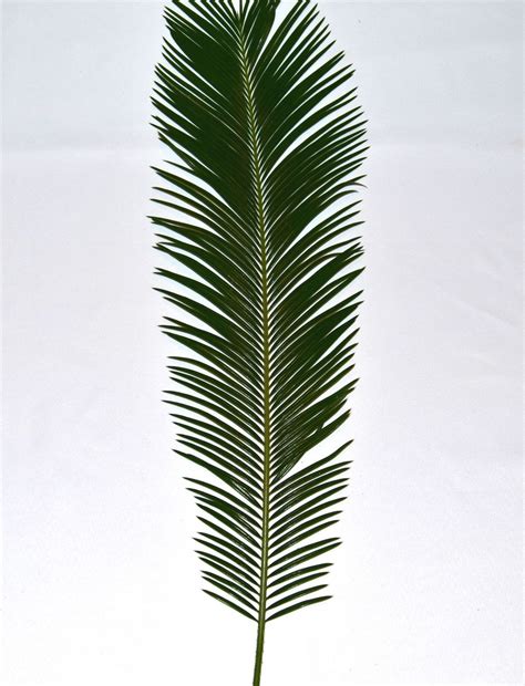 Palms For Palm Sunday Easter Palms For Church Order Palms For Palm