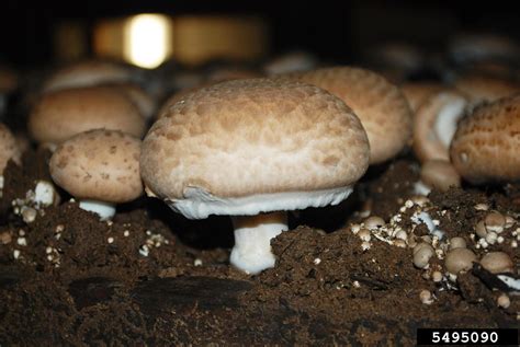 Button Mushroom Agaricus Bisporus