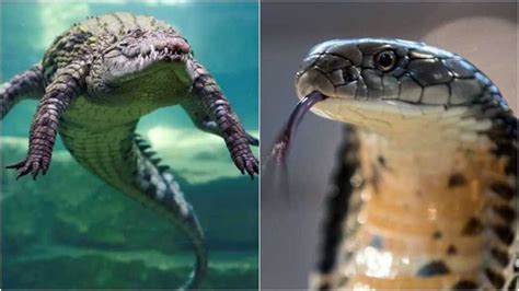 King Cobra Vs Crocodile Snake Lequel Est Le Plus Dangereux