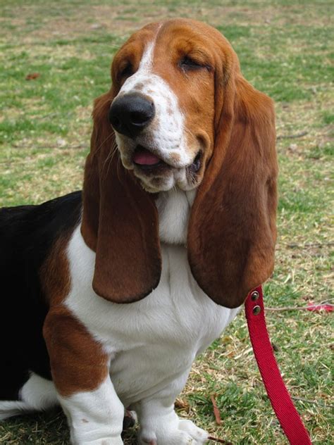 Basset Hound Facts The Smart Dog Guide