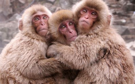 Cute Monkeys Hugging Wallpaper Animal Wallpapers 49136 Erofound