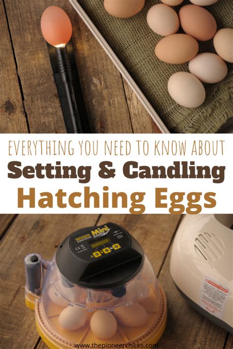 Incubating Part 2 Setting And Candling The Pioneer Chicks Raising
