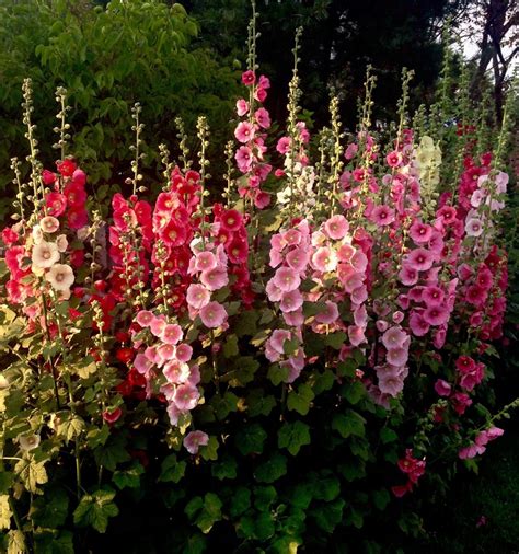 One Of The Great Hollyhock Displays In The Country Is This 125 Foot