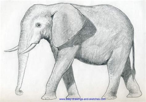 How To Draw An Elephant Elephant Drawing Elephant Drawing Pictures